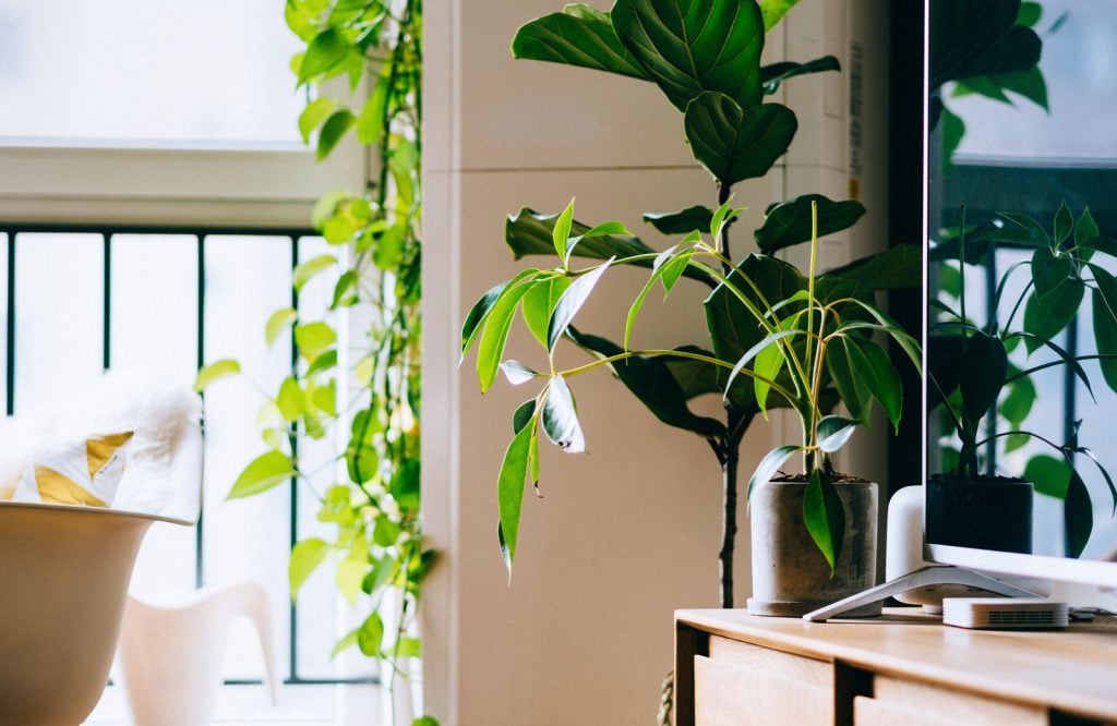 How to decorate with plants and greenery in a rental home