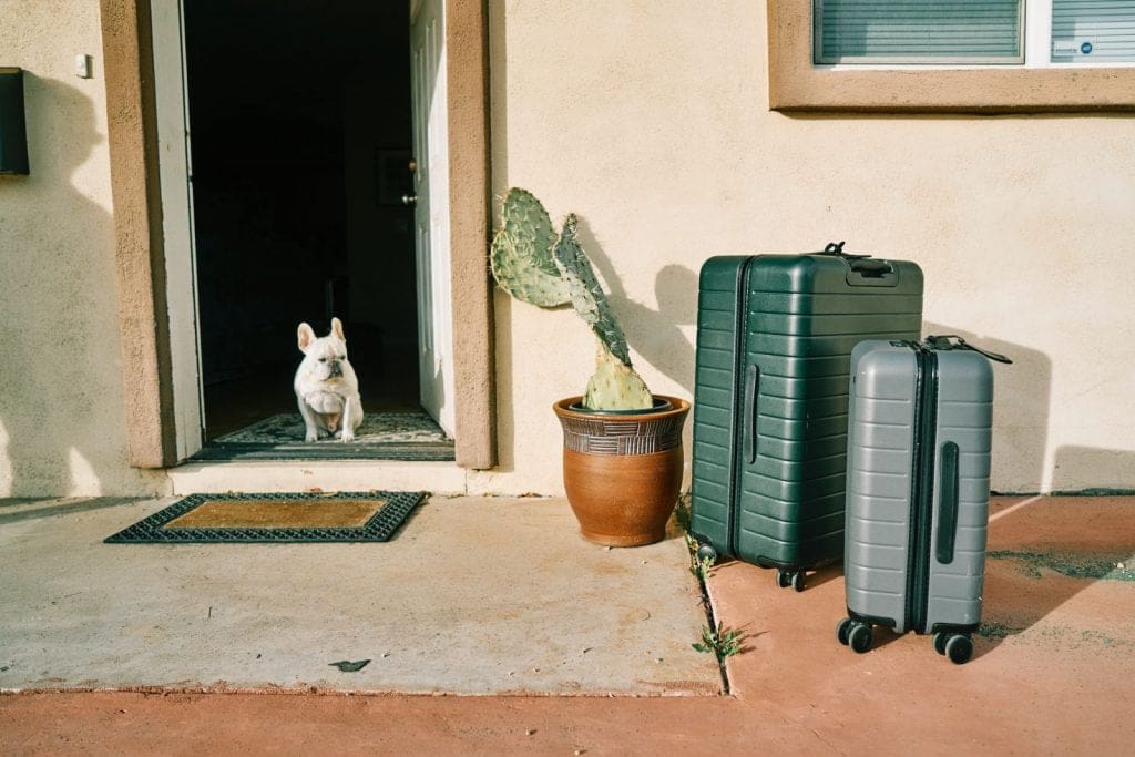 Pet dog patiently waiting beside luggage before vacation